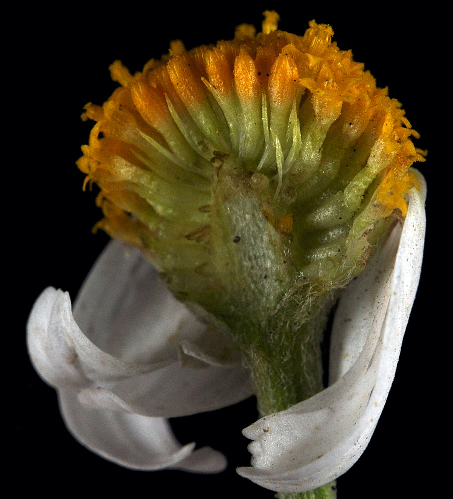 Flora of Eastern Washington Image: Anthemis cotula