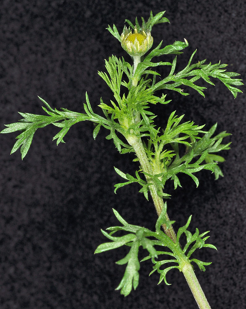 Flora of Eastern Washington Image: Anthemis arvensis