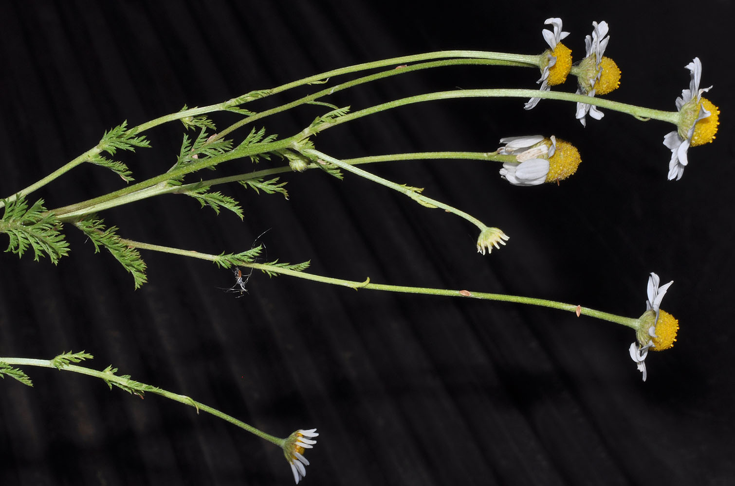 Flora of Eastern Washington Image: Anthemis arvensis