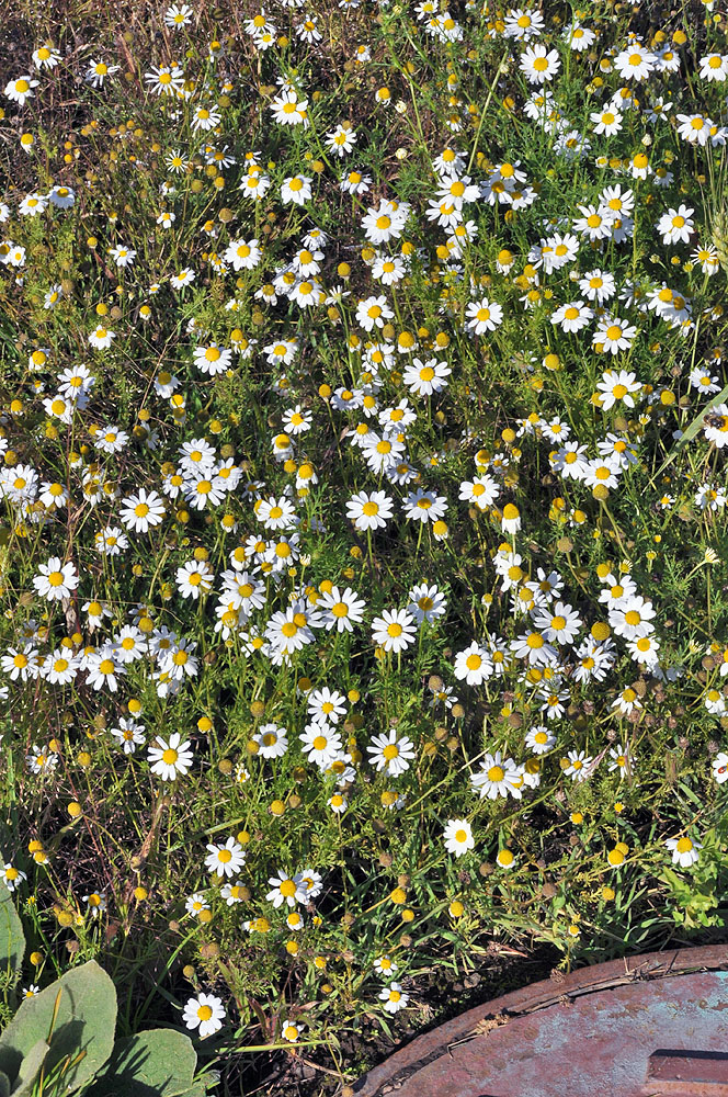 Flora of Eastern Washington Image: Anthemis cotula