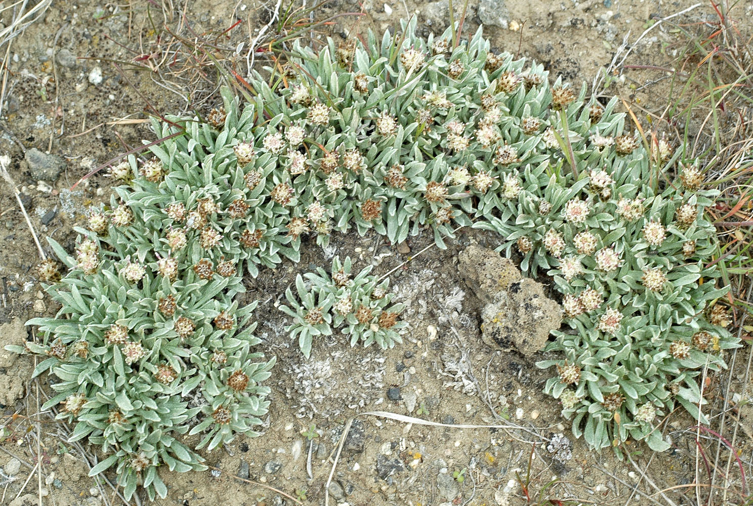 Flora of Eastern Washington Image: Antennaria dimorpha