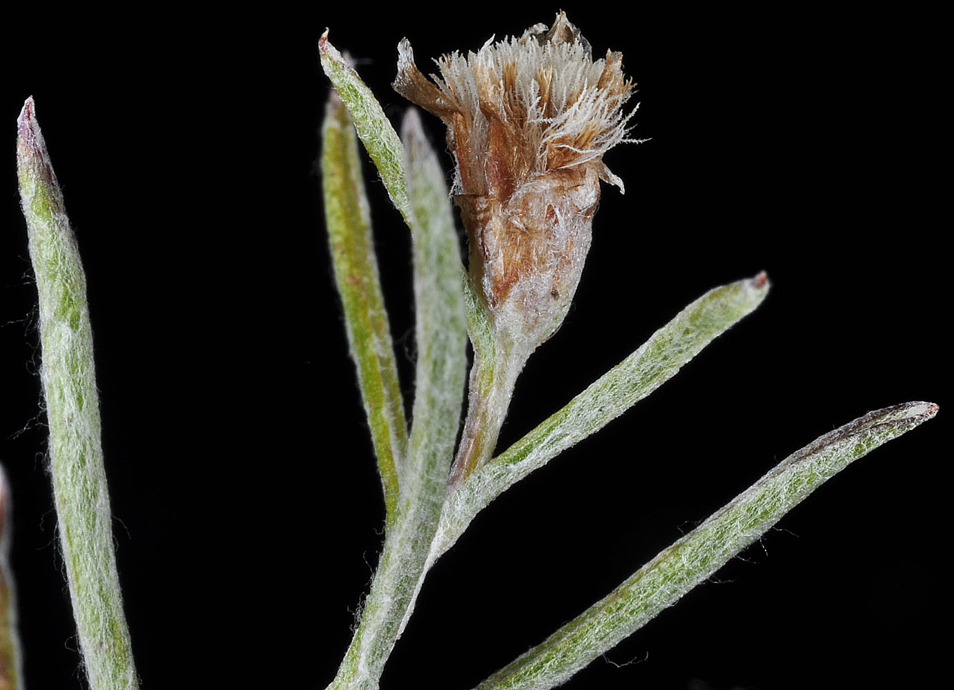 Flora of Eastern Washington Image: Antennaria flagellaris