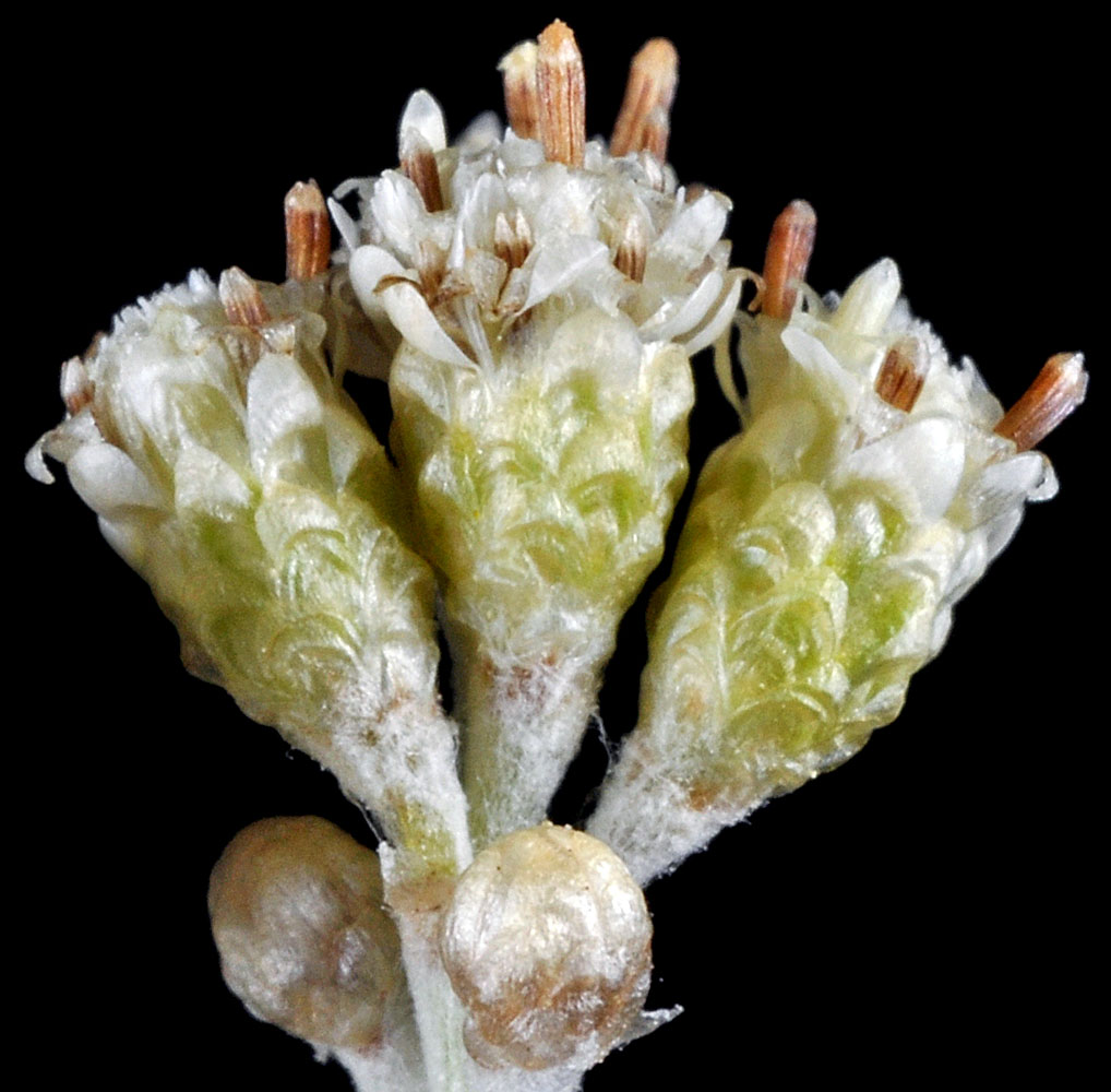 Flora of Eastern Washington Image: Antennaria luzuloides