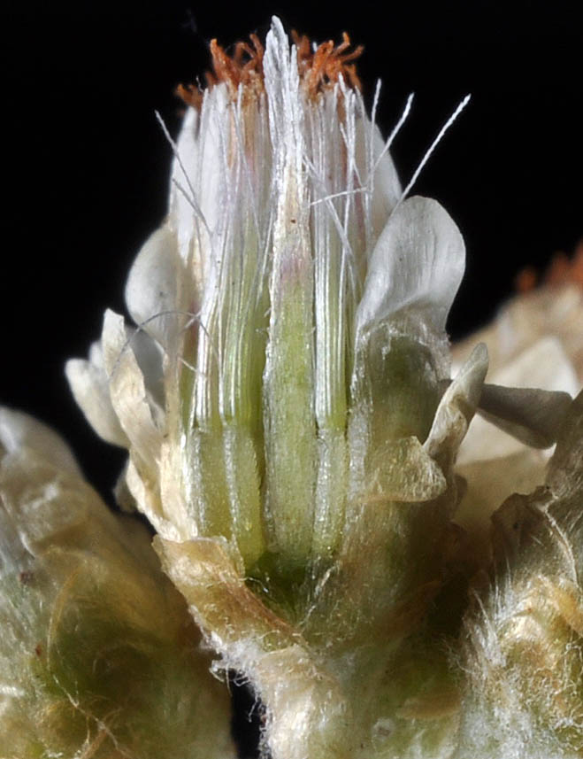 Flora of Eastern Washington Image: Antennaria luzuloides