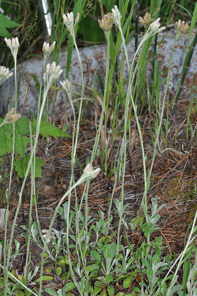 Flora of Eastern Washington Image: Antennaria howellii