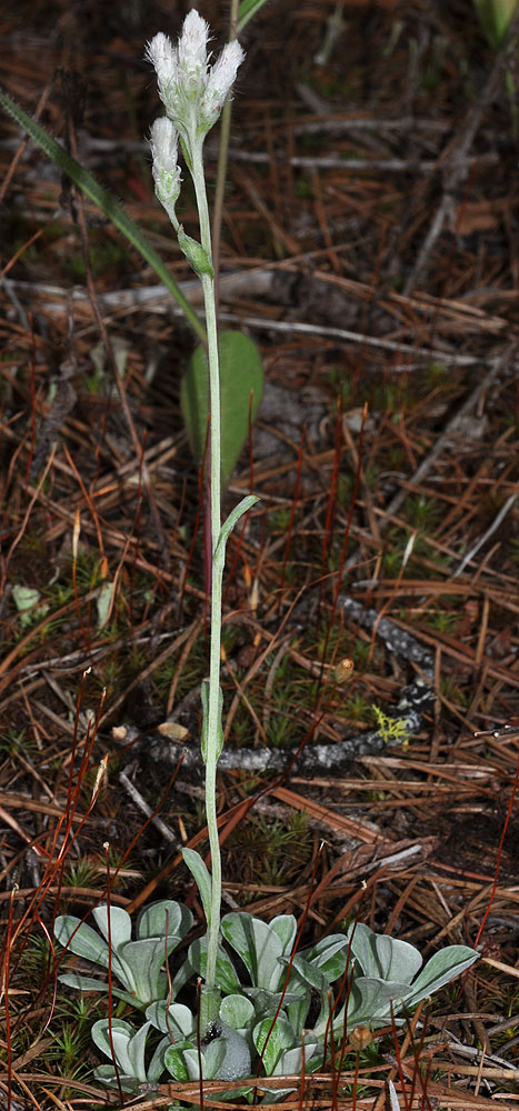 Flora of Eastern Washington Image: Antennaria howellii