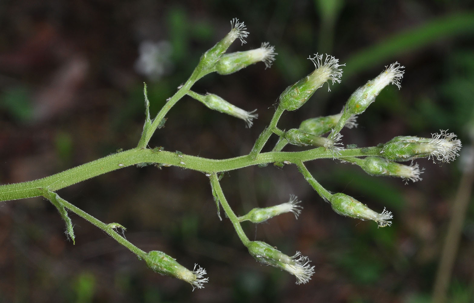 Flora of Eastern Washington Image: Antennaria racemosa