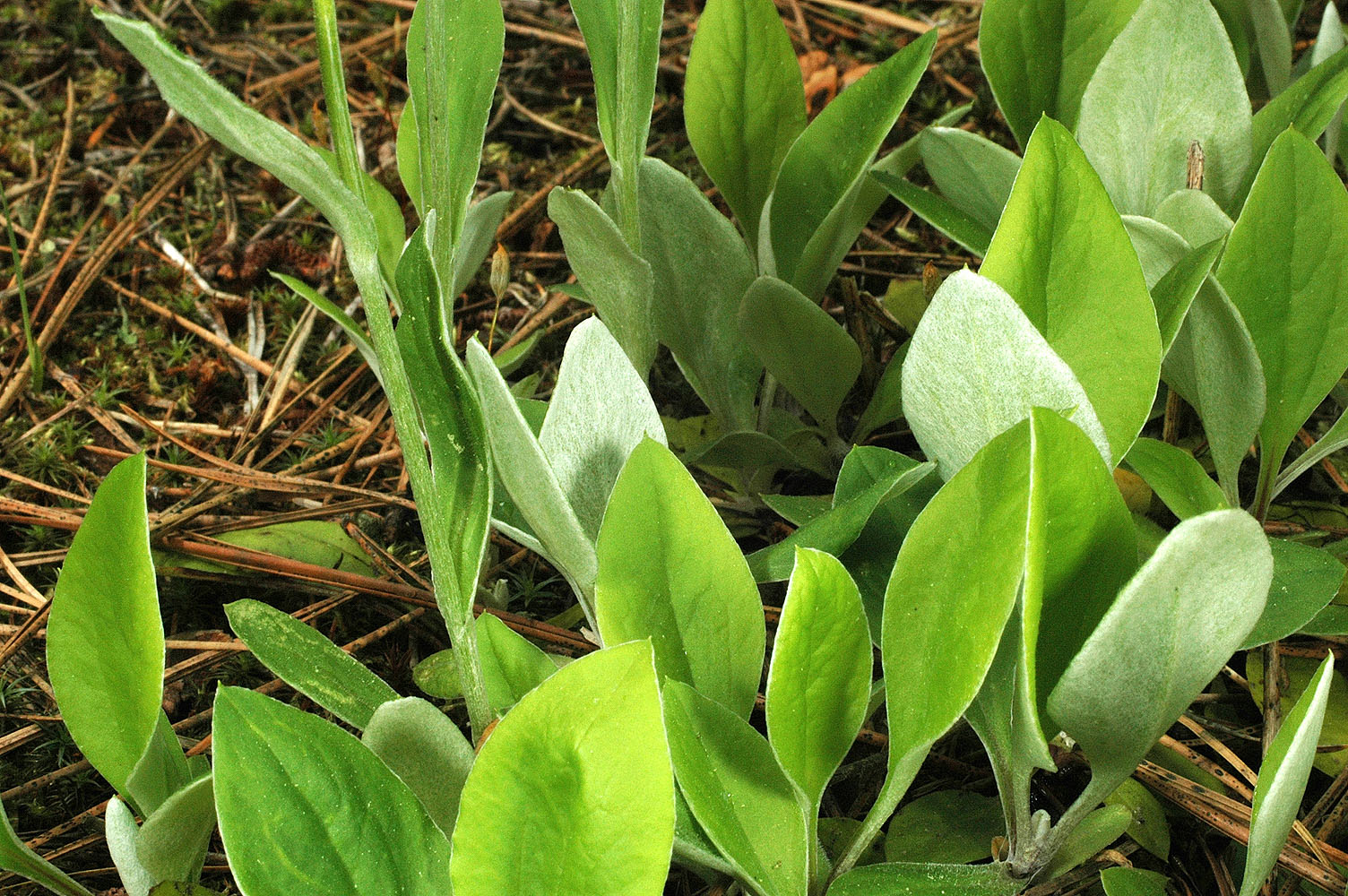Flora of Eastern Washington Image: Antennaria racemosa