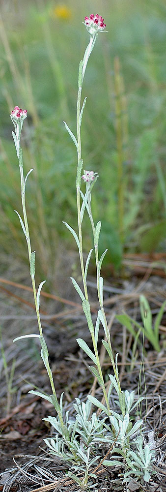 Flora of Eastern Washington Image: Antennaria microphylla
