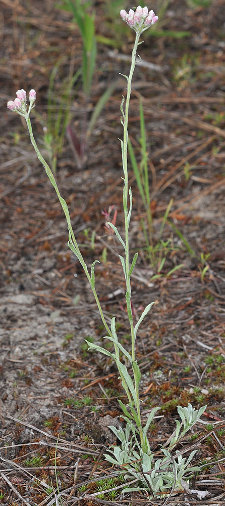 Flora of Eastern Washington Image: Antennaria microphylla