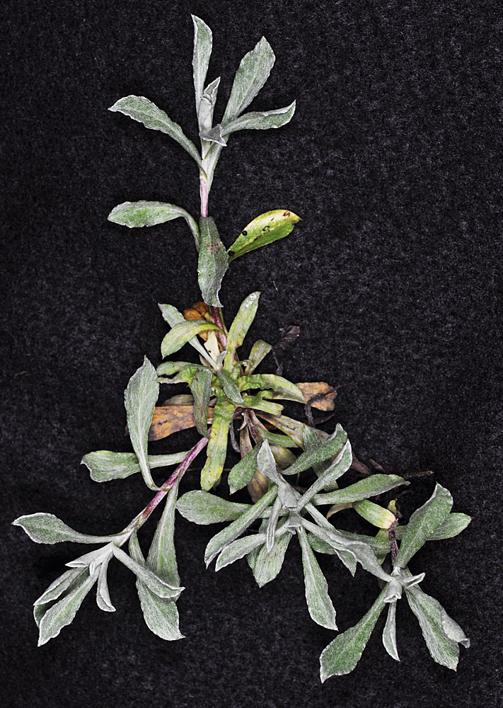 Flora of Eastern Washington Image: Antennaria rosea