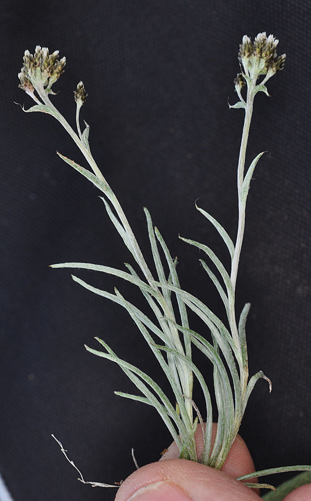 Flora of Eastern Washington Image: Antennaria stenophylla