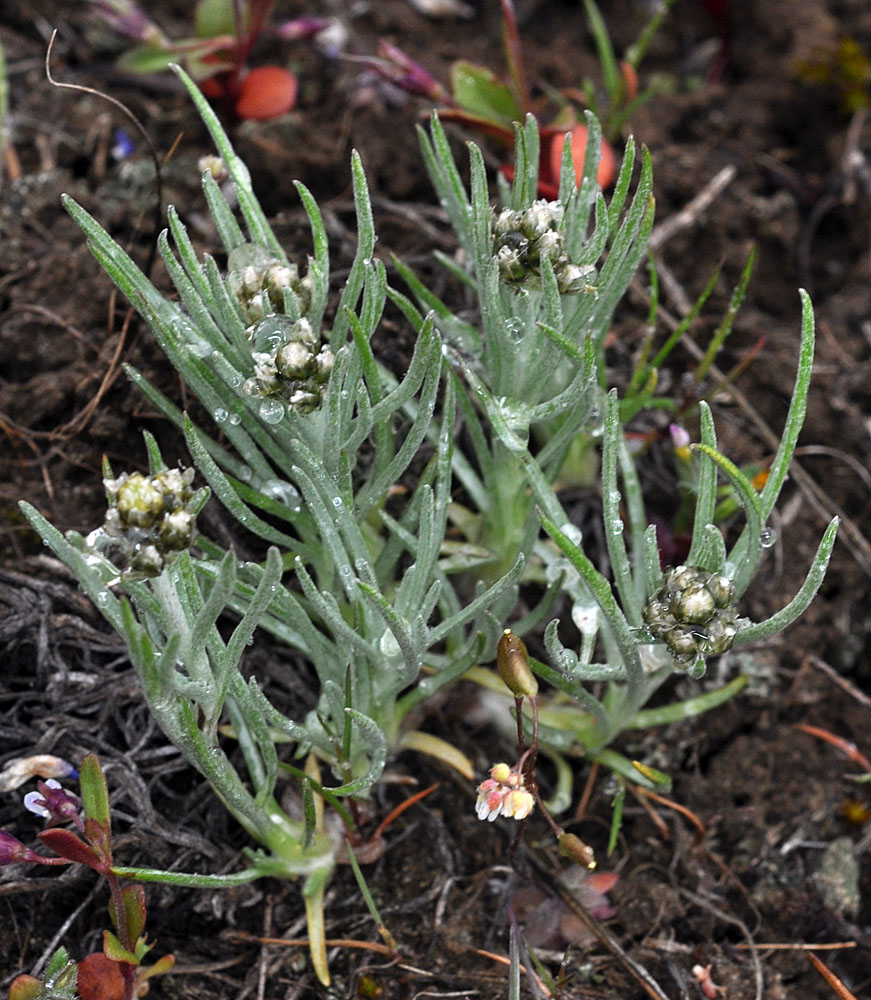 Flora of Eastern Washington Image: Antennaria stenophylla
