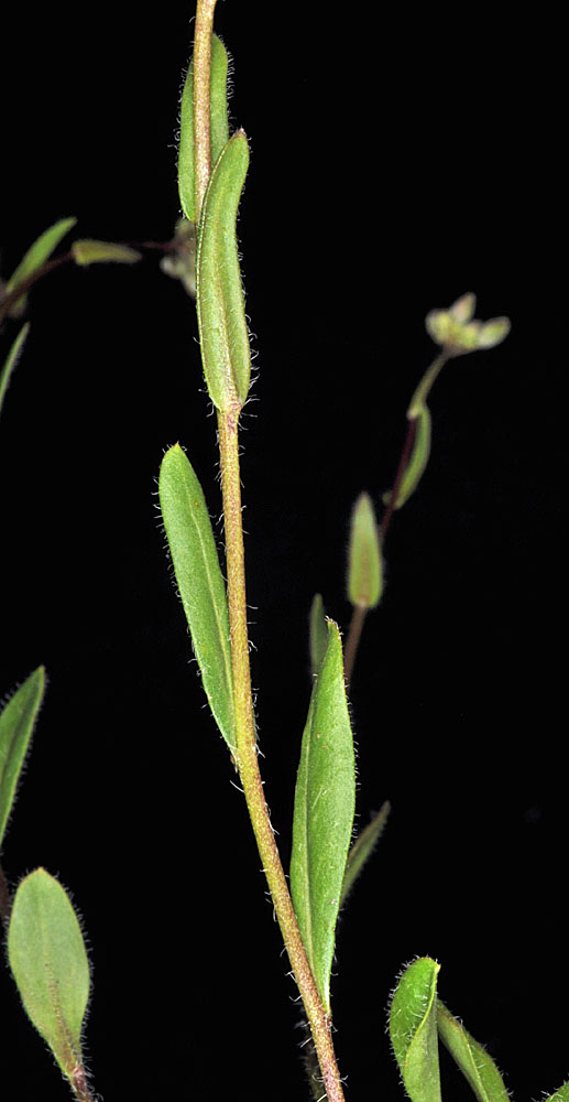 Flora of Eastern Washington Image: Arabis nuttallii