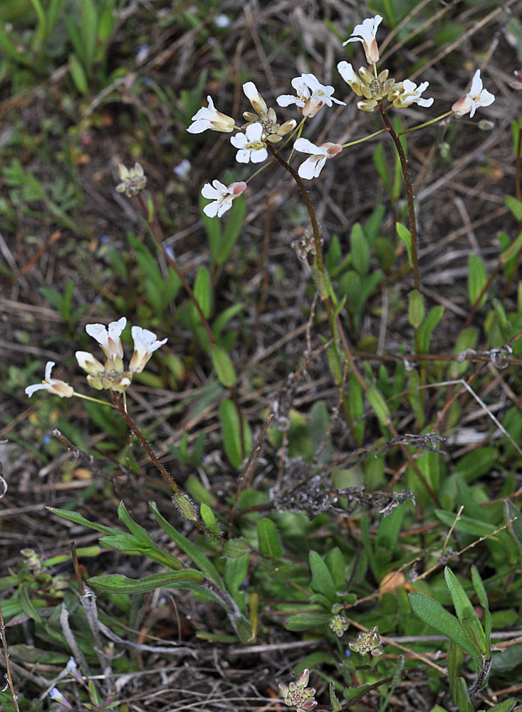 Flora of Eastern Washington Image: Arabis nuttallii