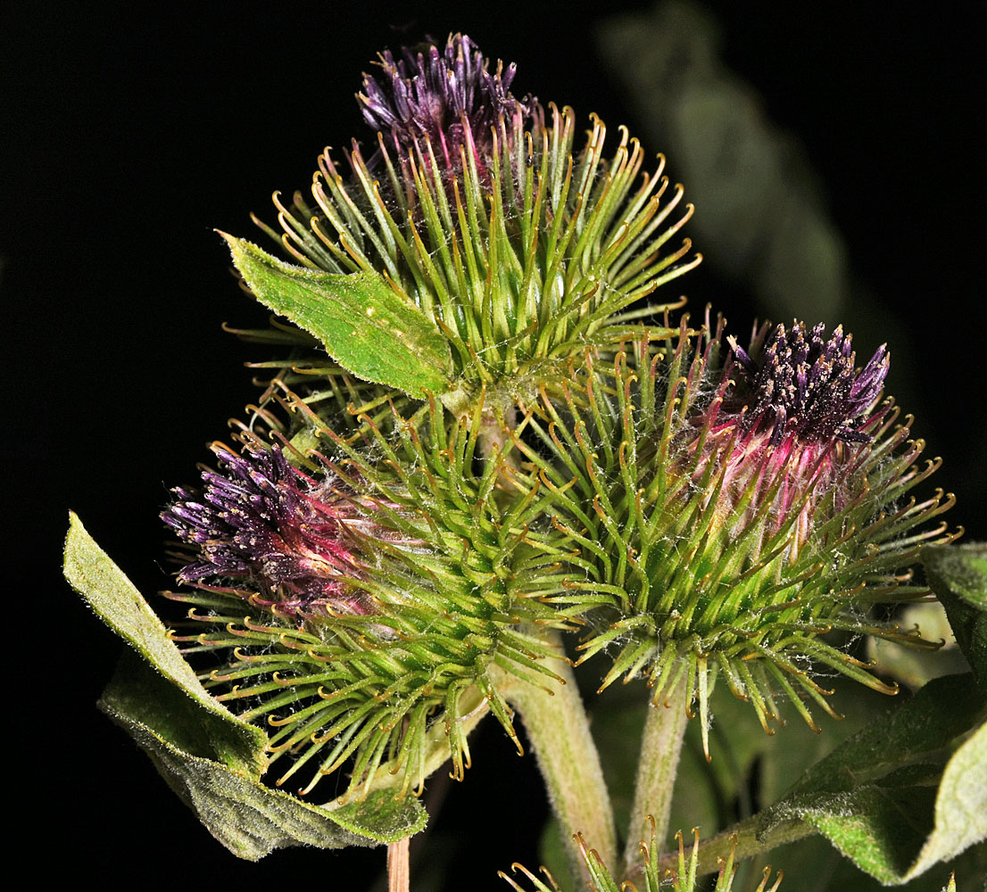 Flora of Eastern Washington Image: Arctium minus