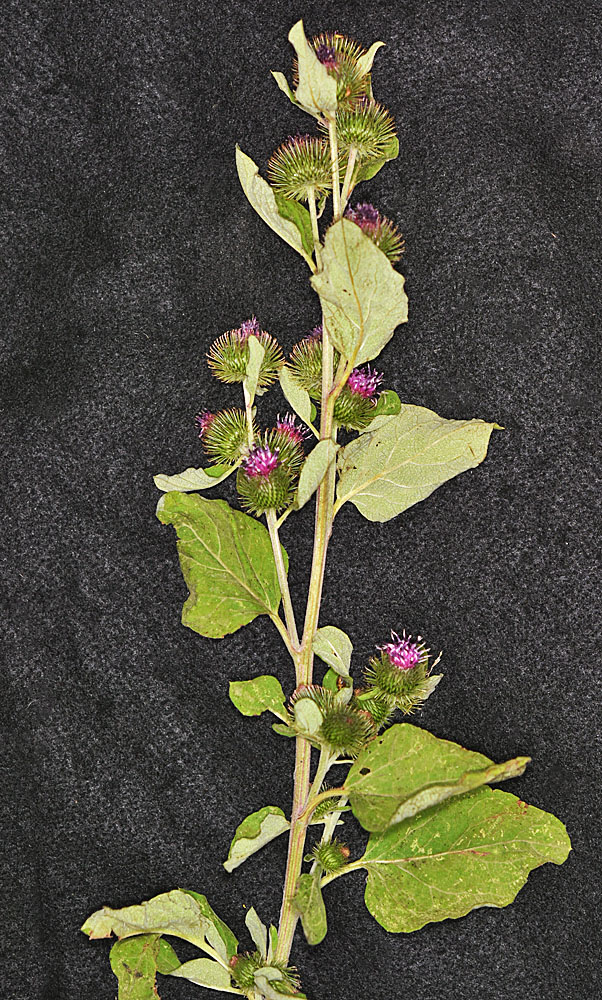 Flora of Eastern Washington Image: Arctium minus
