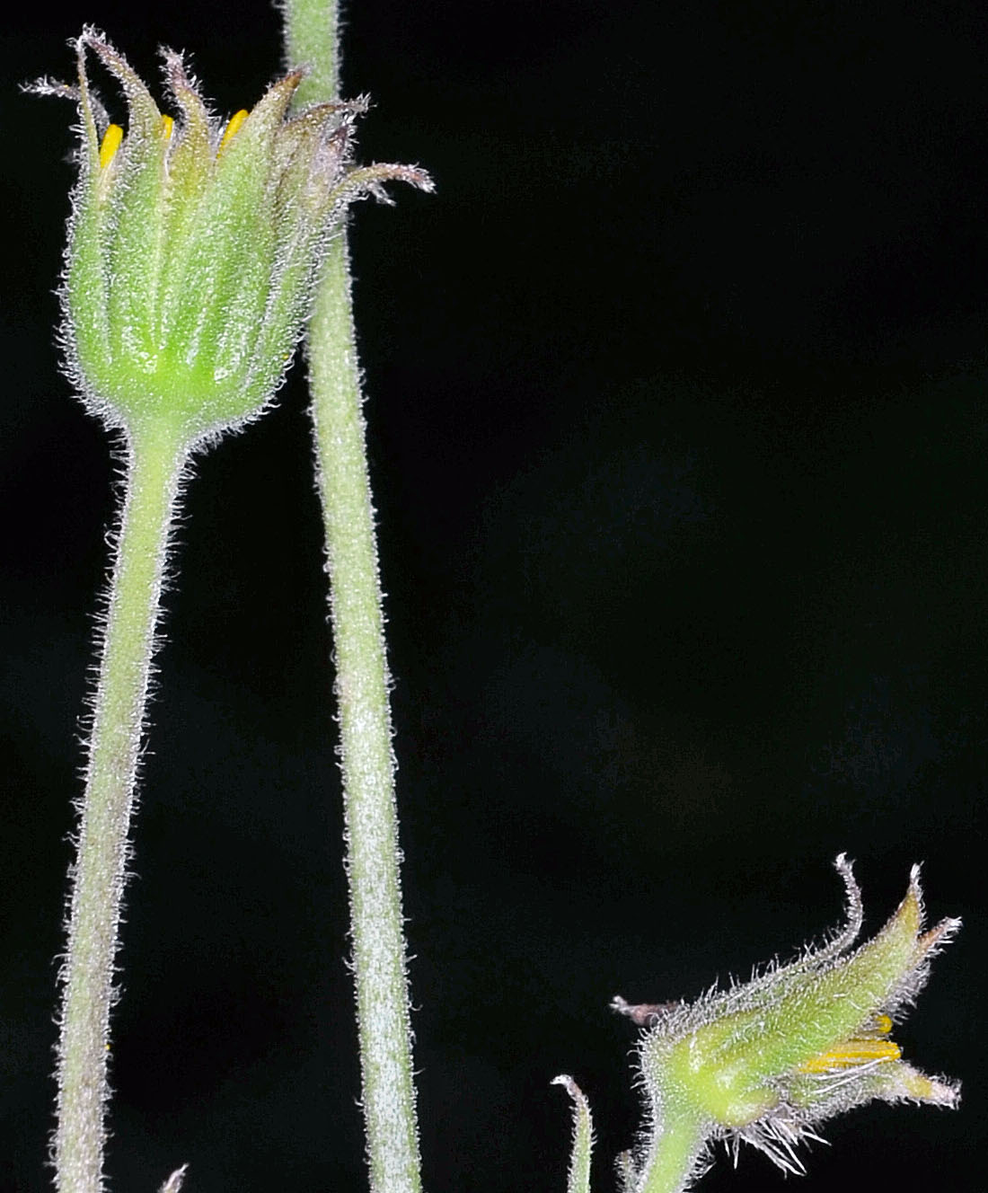 Flora of Eastern Washington Image: Arnica chamissonis