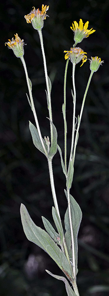 Flora of Eastern Washington Image: Arnica chamissonis
