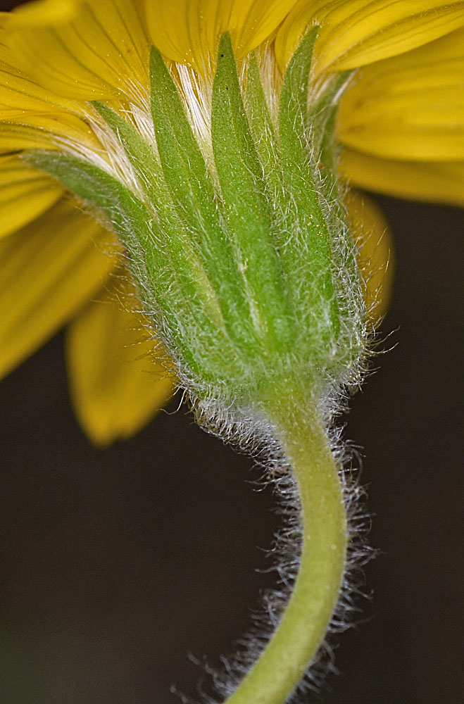 Flora of Eastern Washington Image: Arnica cordifolia