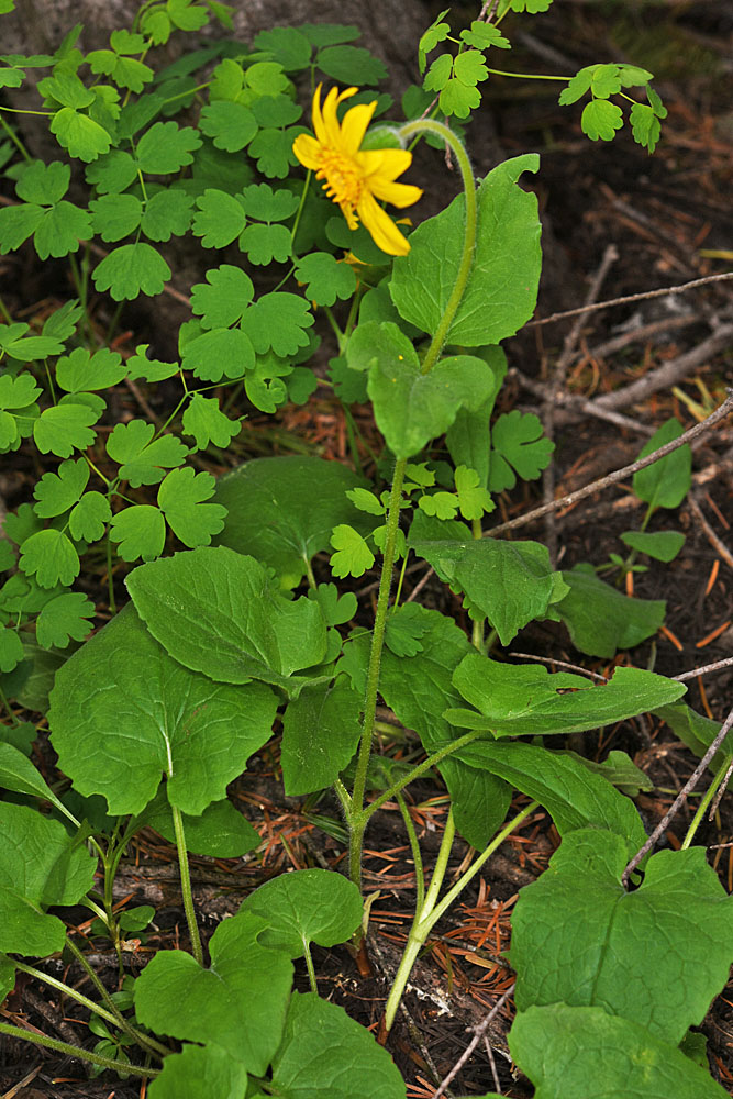 Flora of Eastern Washington Image: Arnica cordifolia