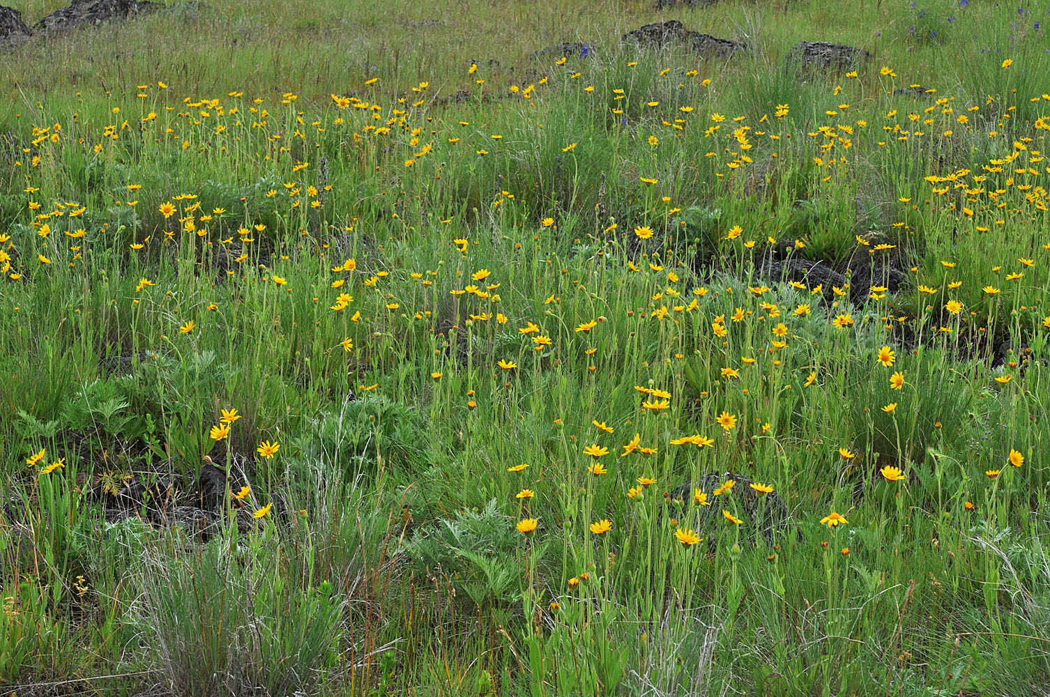 Flora of Eastern Washington Image: Arnica fulgens