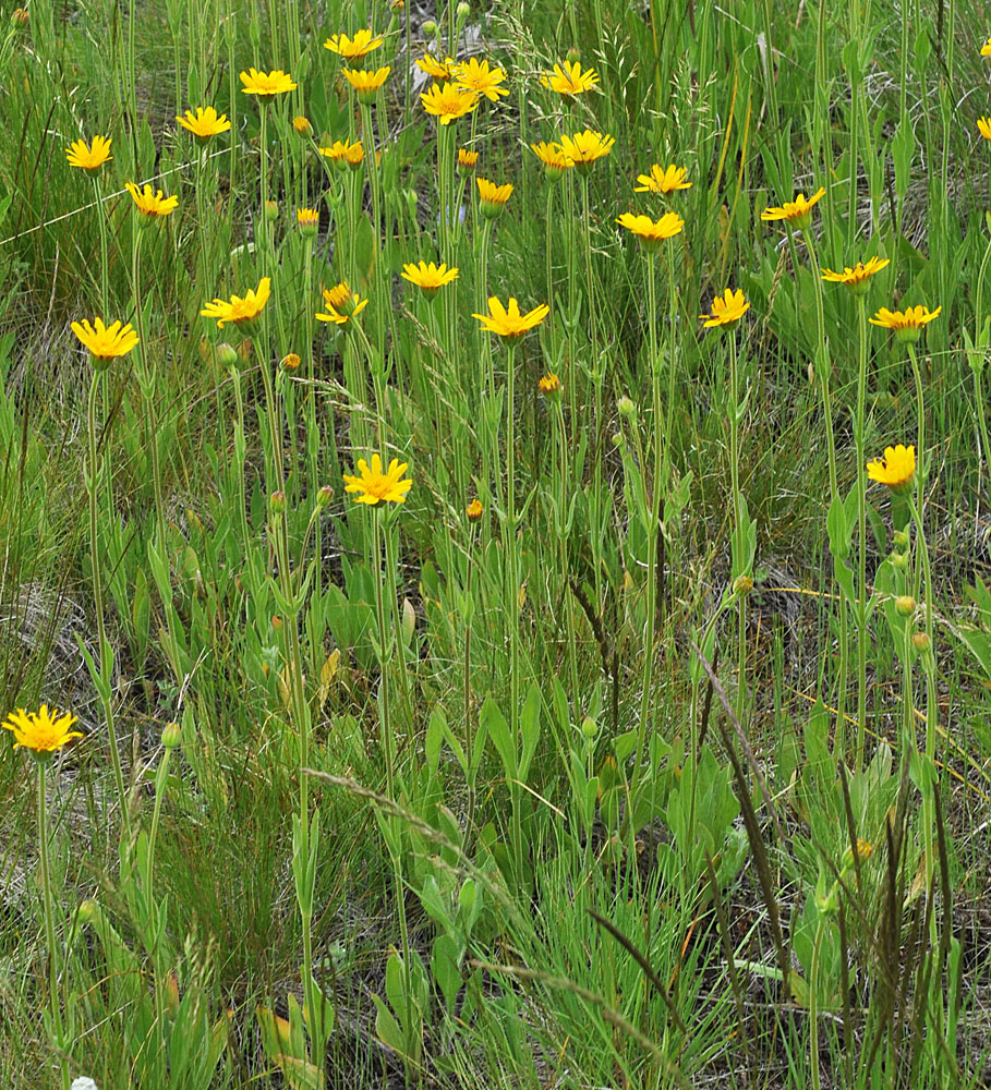 Flora of Eastern Washington Image: Arnica fulgens