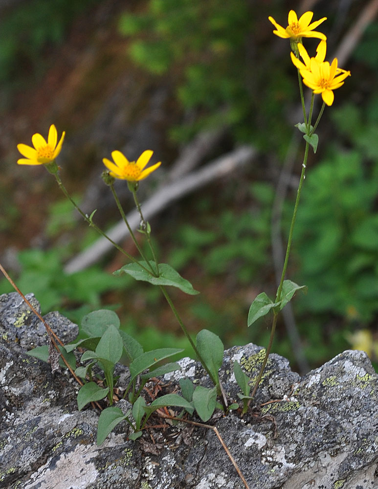 Flora of Eastern Washington Image: Arnica gracilis