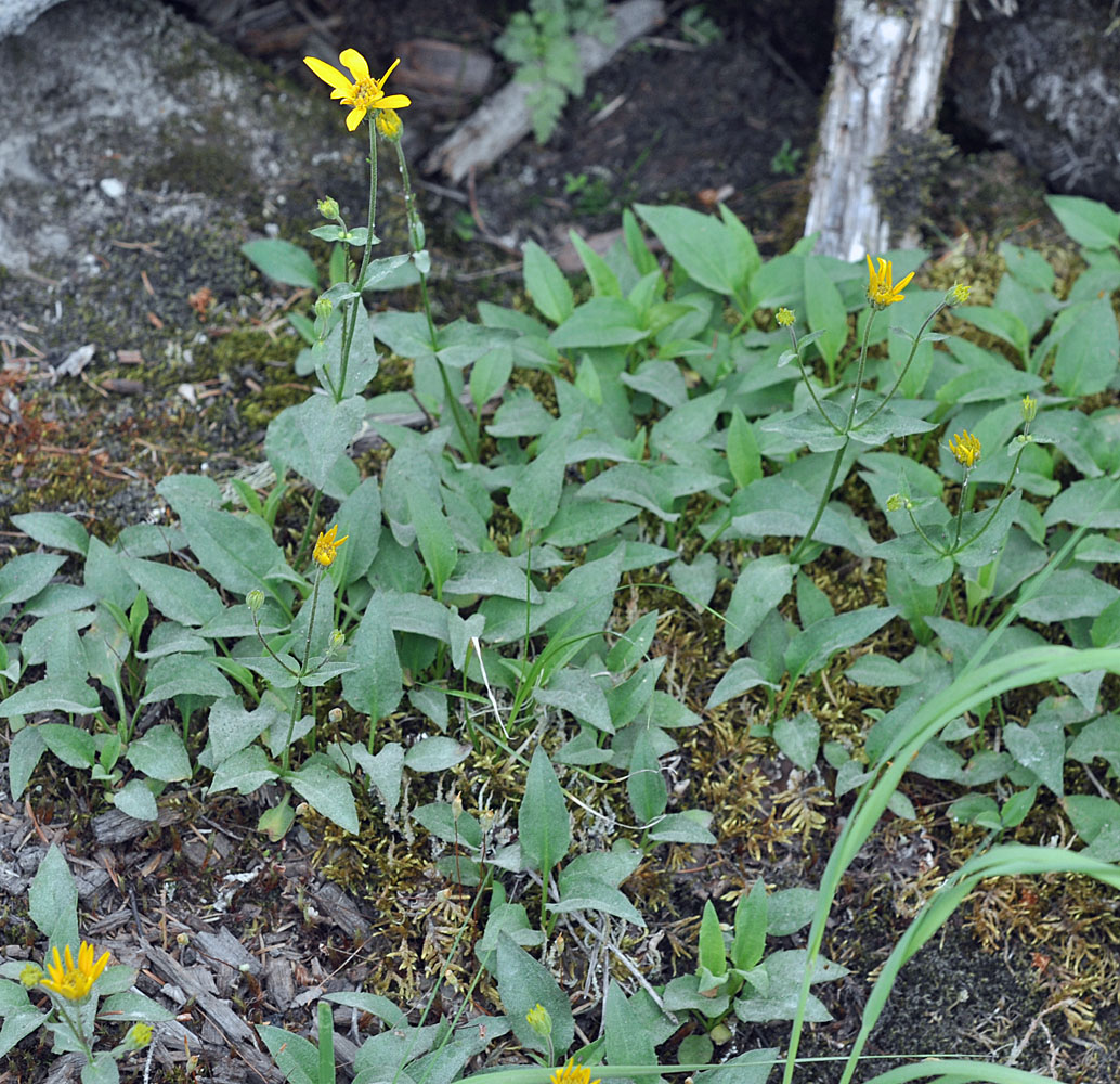 Flora of Eastern Washington Image: Arnica gracilis