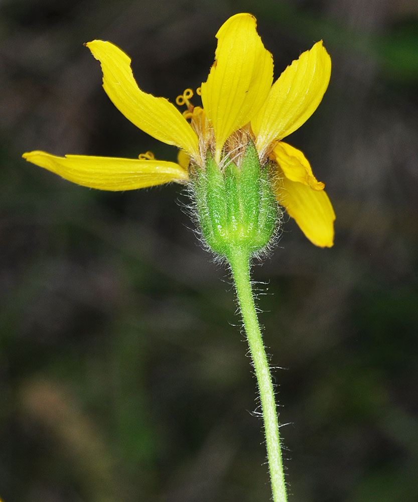 Flora of Eastern Washington Image: Arnica lanceolata