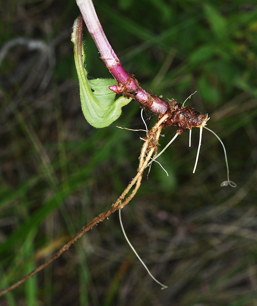 Flora of Eastern Washington Image: Arnica lanceolata