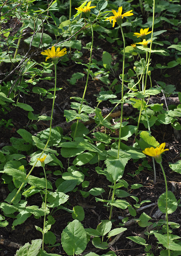 Flora of Eastern Washington Image: Arnica latifolia