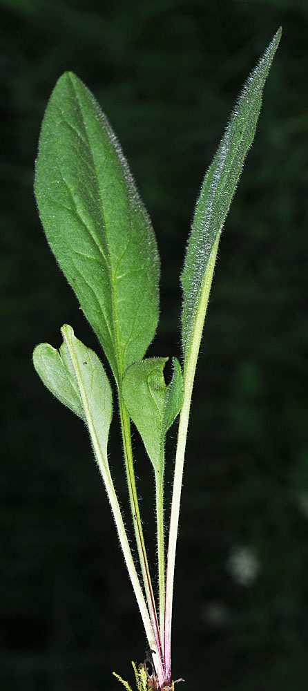 Flora of Eastern Washington Image: Arnica mollis