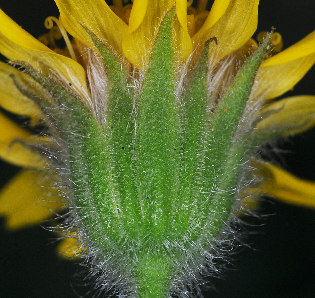 Flora of Eastern Washington Image: Arnica mollis