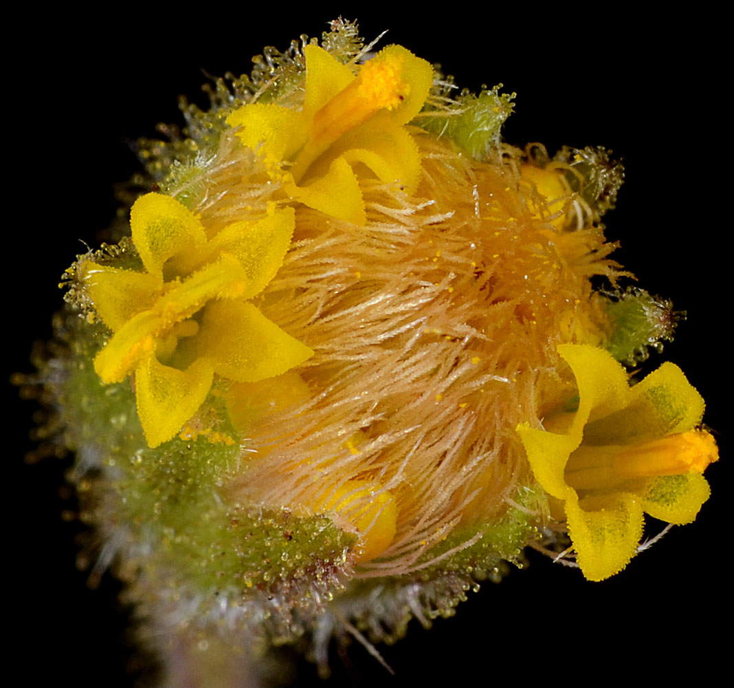 Flora of Eastern Washington Image: Arnica parryi