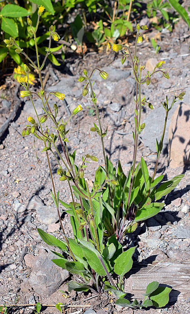Flora of Eastern Washington Image: Arnica parryi