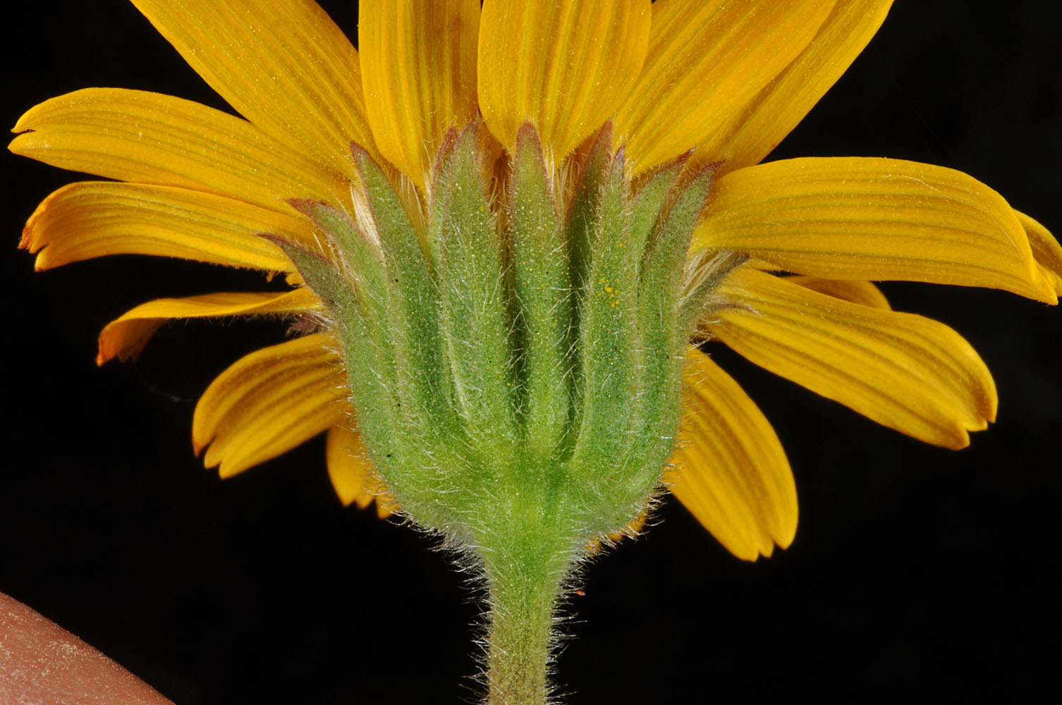 Flora of Eastern Washington Image: Arnica sororia