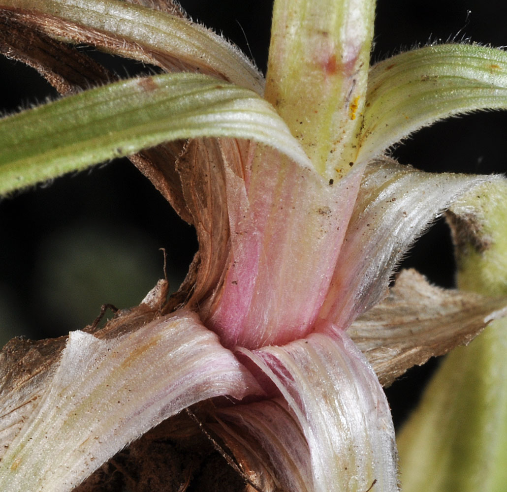 Flora of Eastern Washington Image: Arnica sororia