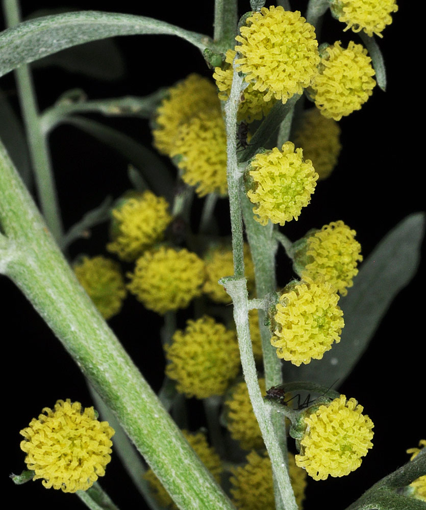 Flora of Eastern Washington Image: Artemisia absinthium