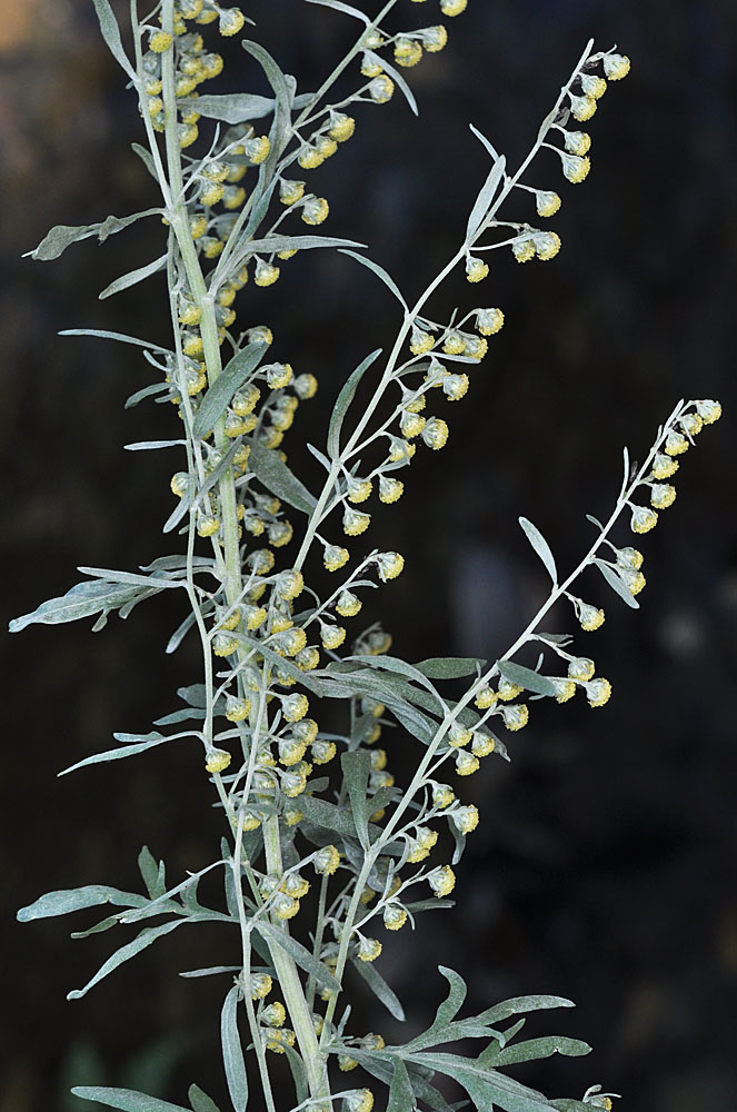 Flora of Eastern Washington Image: Artemisia absinthium