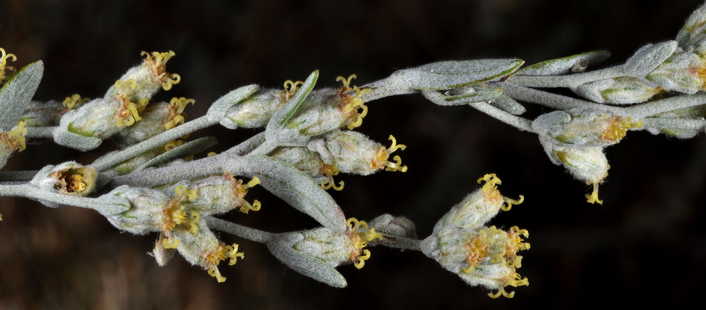 Flora of Eastern Washington Image: Artemisia arbuscula