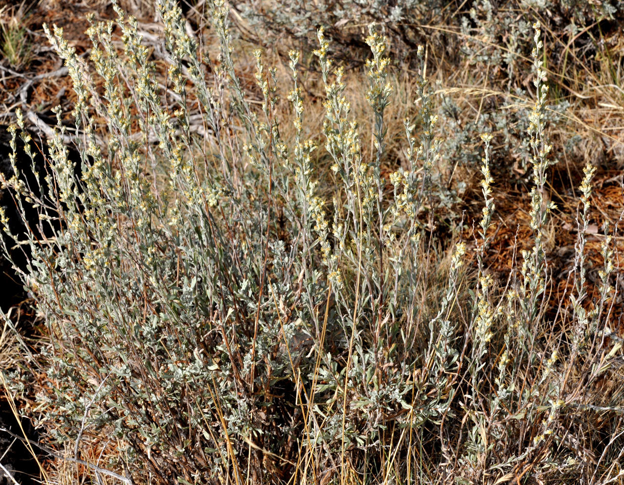 Flora of Eastern Washington Image: Artemisia arbuscula