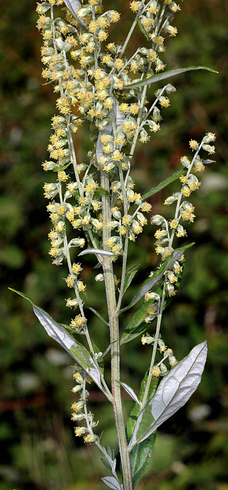Flora of Eastern Washington Image: Artemisia douglasiana