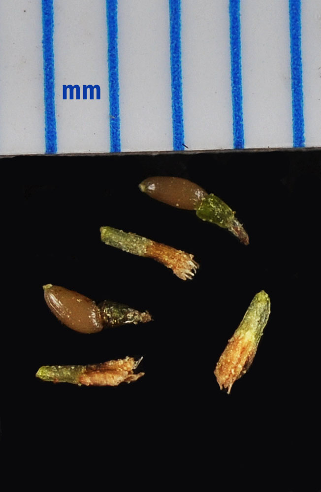 Flora of Eastern Washington Image: Artemisia dracunculus