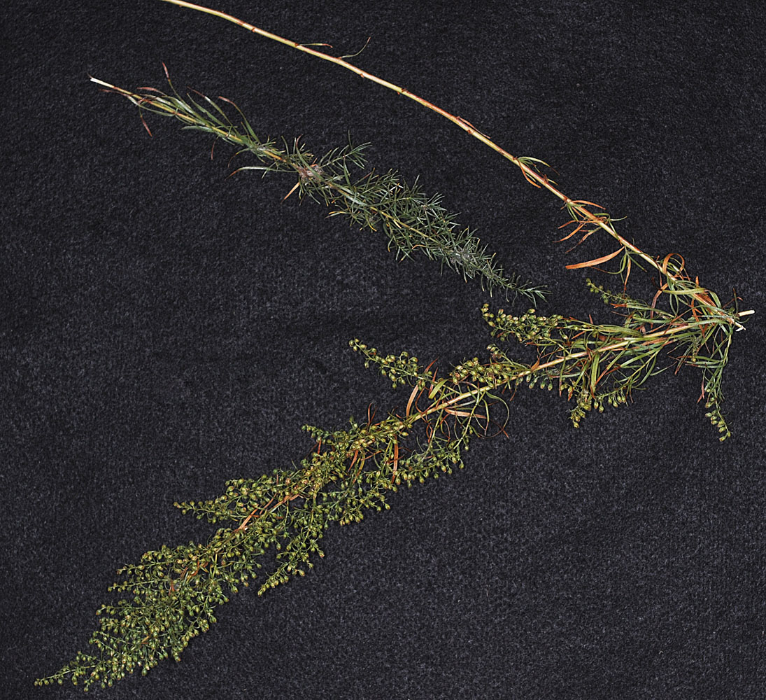 Flora of Eastern Washington Image: Artemisia dracunculus