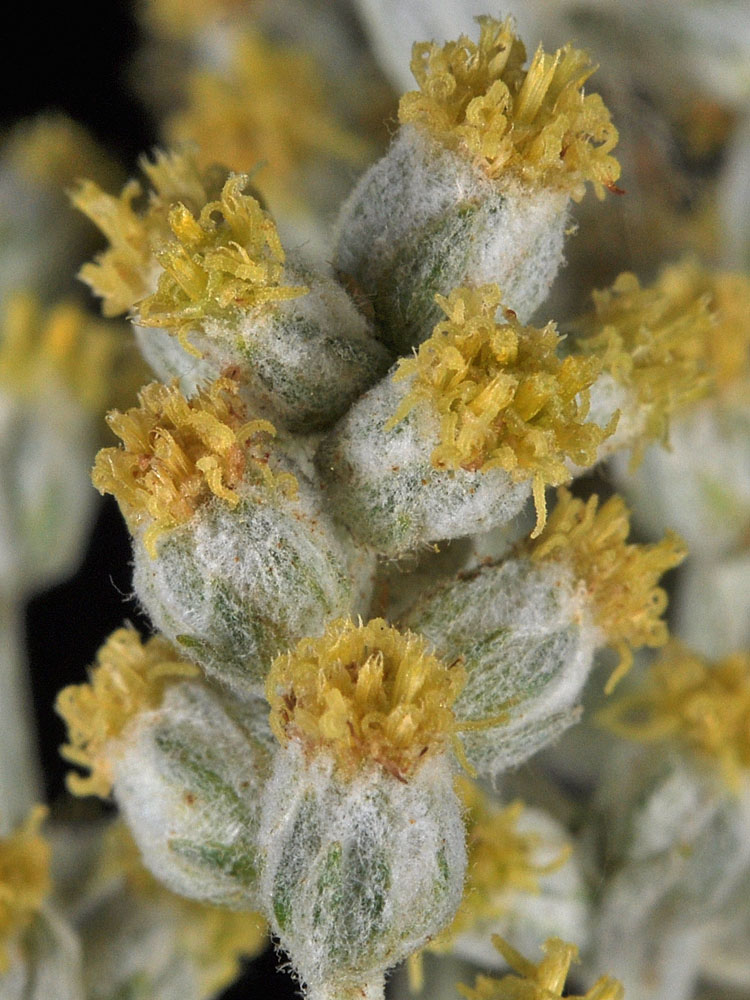 Flora of Eastern Washington Image: Artemisia ludoviciana