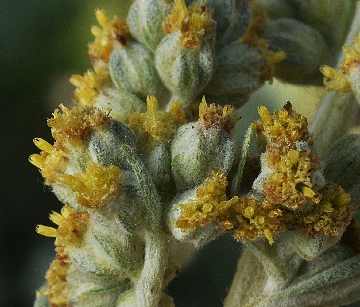 Flora of Eastern Washington Image: Artemisia ludoviciana
