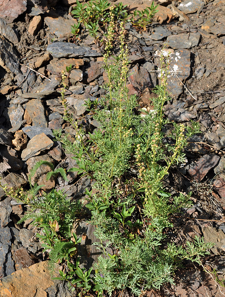 Flora of Eastern Washington Image: Artemisia michauxiana