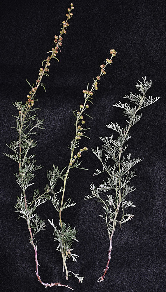 Flora of Eastern Washington Image: Artemisia michauxiana