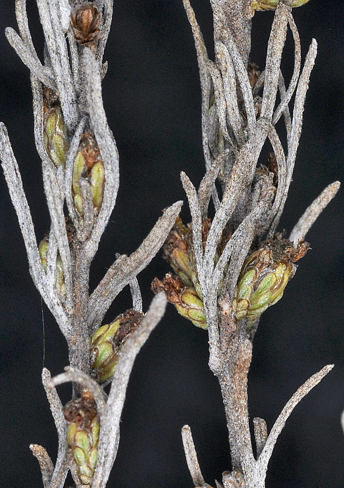 Flora of Eastern Washington Image: Artemisia rigida